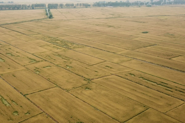 农村土地征收补偿金是否可以作为遗产?如何分配? 农村土地征收补偿金是否可以作为遗产?如何分配?